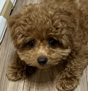 Taka's study room logo